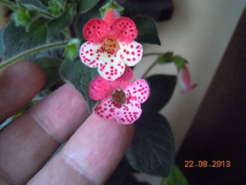 DSCN2890.JPG