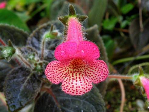 Kohleria amabilis.jpg