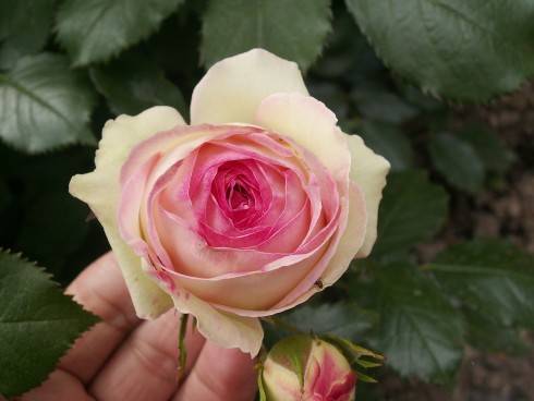20.6.2014 014.JPG