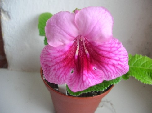 streptocarpus bezejmenný 1.jpg