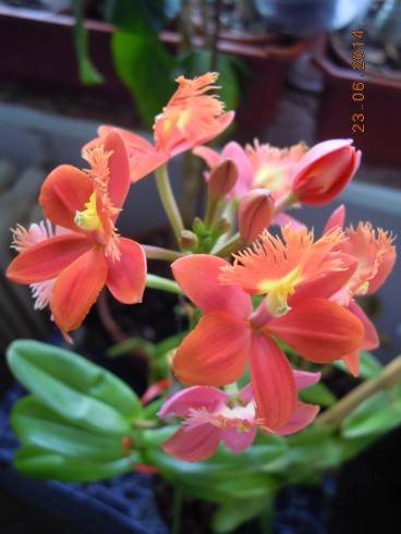 DSCN0607.JPG