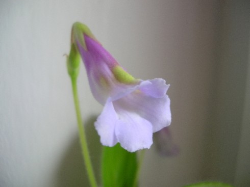 Primulina flavimaculata.jpg
