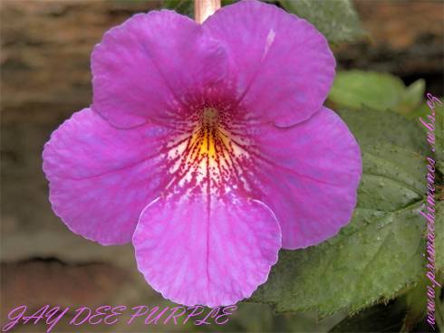 Jay Dee Purple.jpg