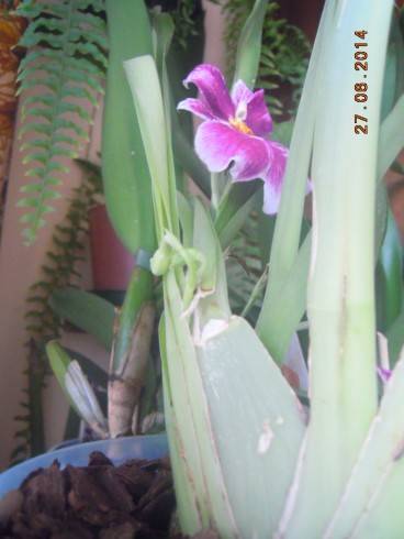 DSCN0857.JPG