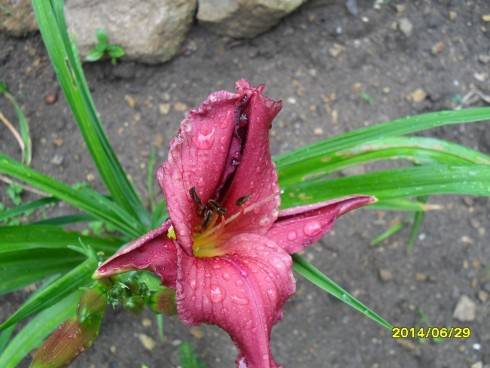 SDC10616.JPG