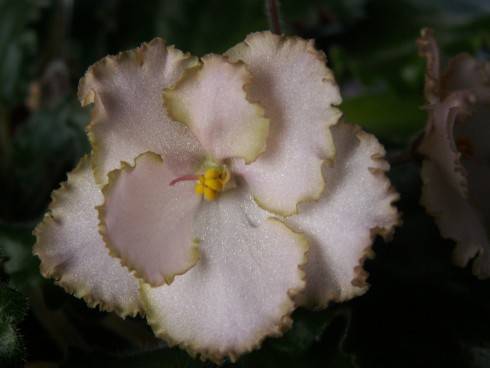 Rob's Antique Rose.jpg