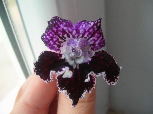 streptocarpus samba kvet.jpg