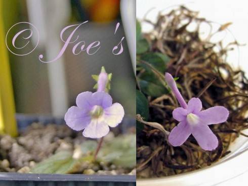 Poupee a S. pusilla.jpg