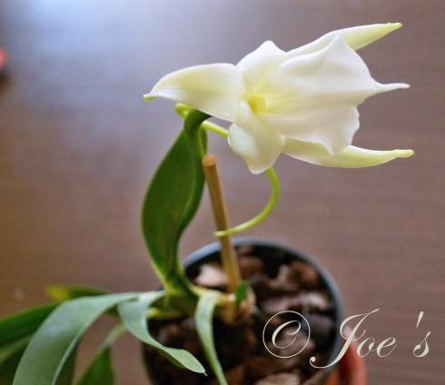 Angraecum magdalenae.jpg