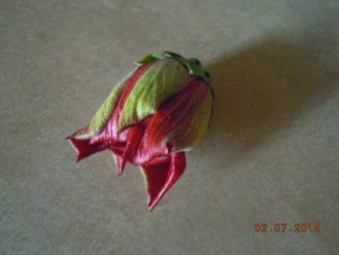 DSCN0980.JPG