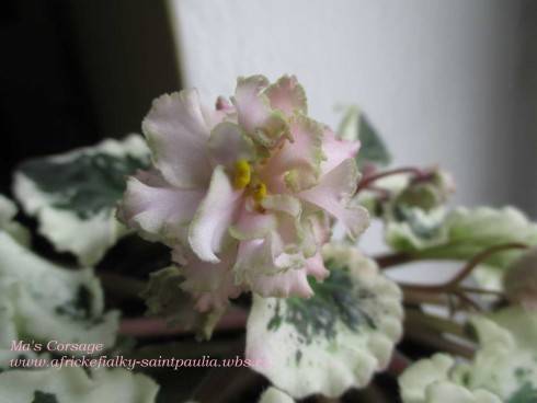 Ma's Corsage.jpg