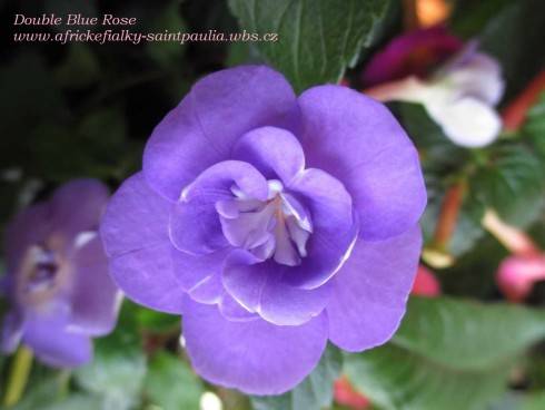 Double Blue Rose.jpg