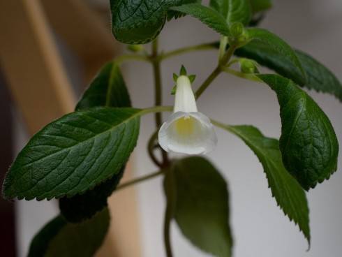 Achimenes dulcis.jpg