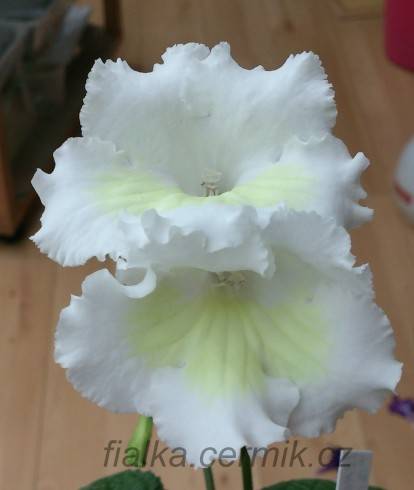 Lemon Frills.jpg