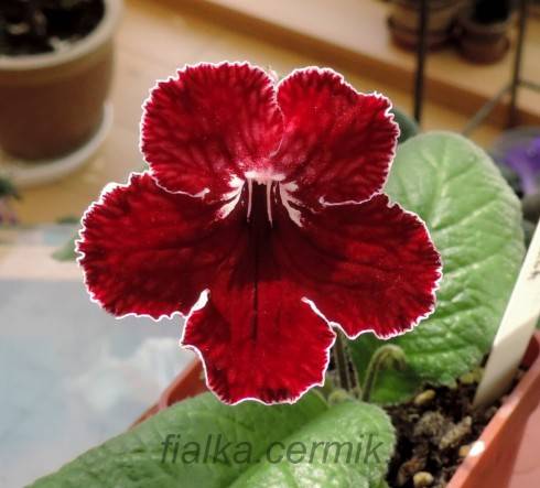 DS-Alye Parusa.jpg