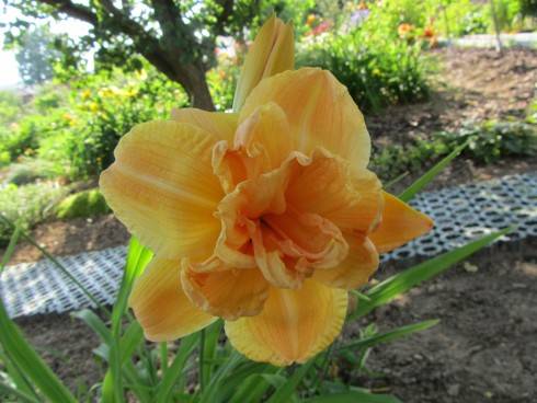 IMG_1619.JPG