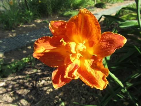 IMG_1625.JPG