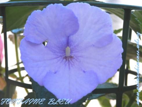 Fontaine Bleue.jpg