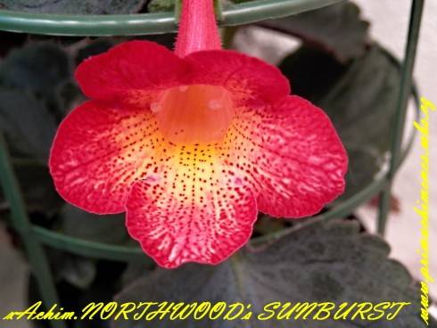 Northwood's Sunburst.jpg