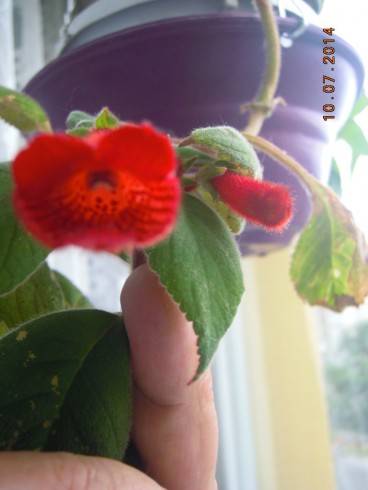 Kohleria eriantha.jpg