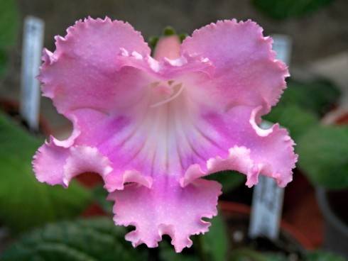 JL-Sweet Flower.jpg