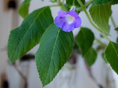 Achimenes mexicana.jpg