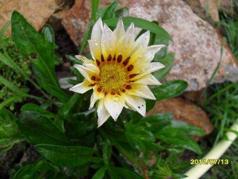 SDC10689.JPG