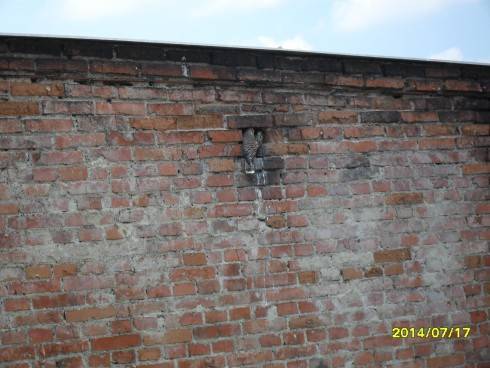 SDC10709.JPG