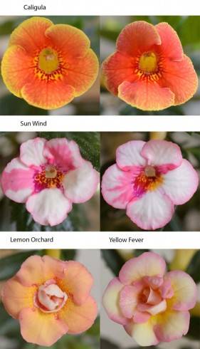 achimenes2.jpg