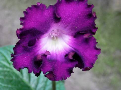 JL-Violet Ruffles.jpg