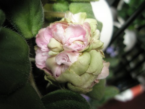 Pink Mint.jpg