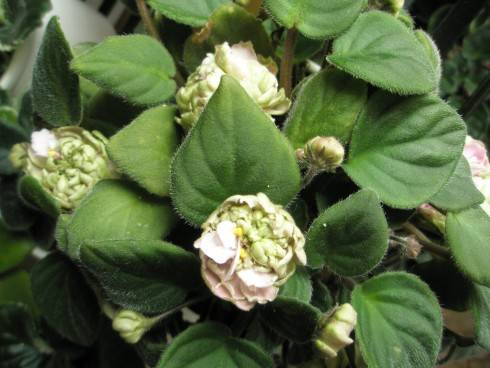 Pink Mint.jpg