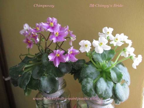 Chimpansy, IM-Chimpy's Bride.jpg