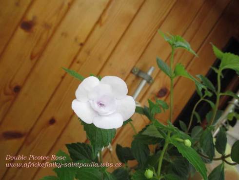 Double Picotee Rose.jpg