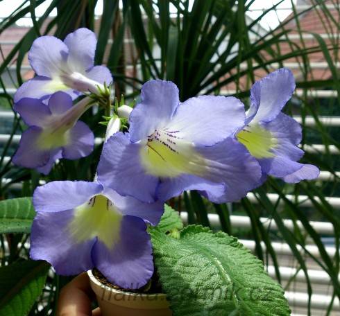 Charlotte.jpg