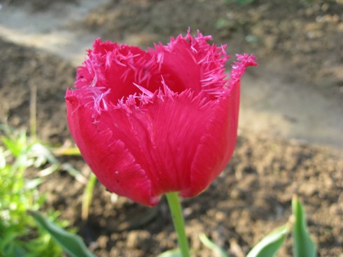 IMG_2385.JPG