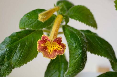 Achimenes antirrhina.jpg