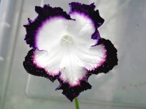 JL-Lambada.jpg