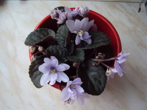 Allegro Chicory Charm.jpg