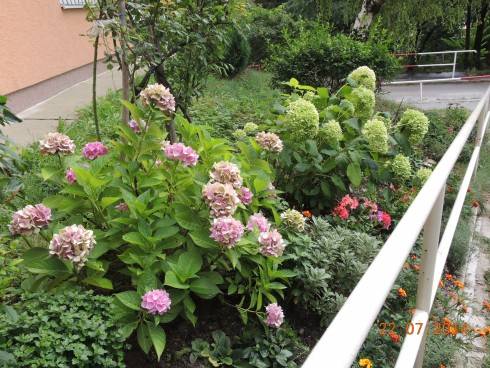 15.7.2014  + H. arborescens - už zelená 032.JPG