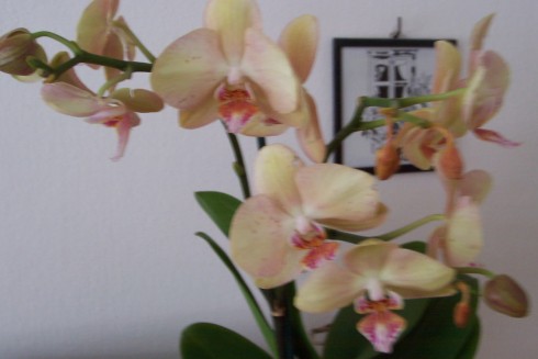 orchidea - další.jpg