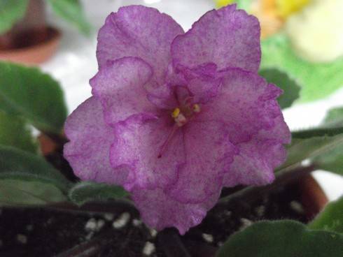Fredette's Risen Star.jpg