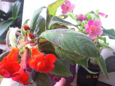 Kohleria eriantha a Ampallang.jpg