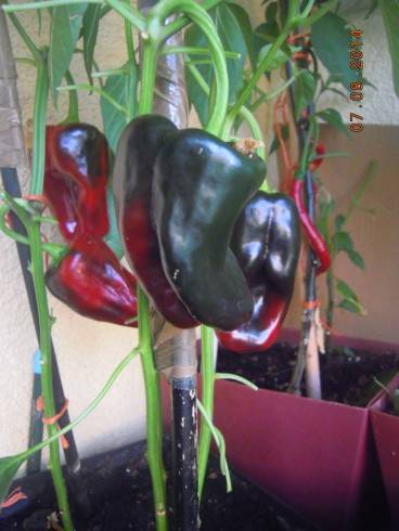Poblano.,.JPG