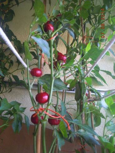 Cherry.JPG