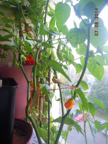 Habanero.JPG