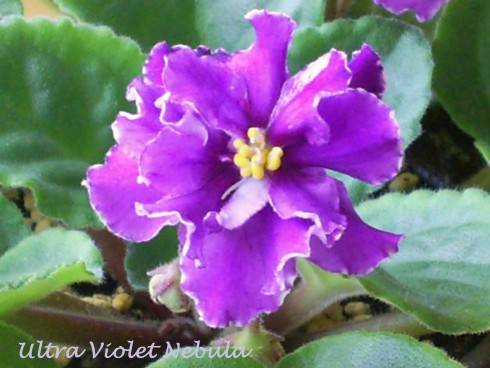 Ultra Violet Nebula.jpg