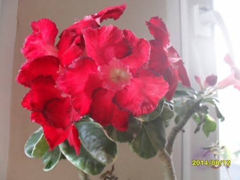 SDC10888.JPG