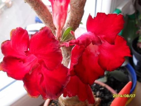 SDC10833.JPG