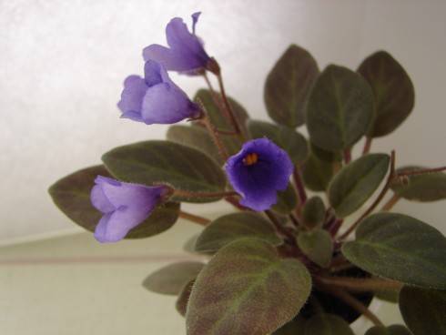 Vallarta Campanas Moradas.jpg
